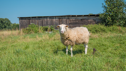 Schaf auf der Weide