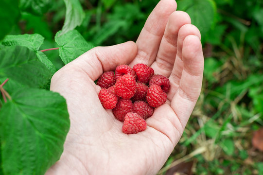 Hand holding Red Raspberries