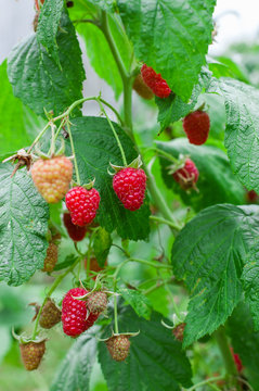 Raspberry Bush. Growing  Berries in the fruit garden