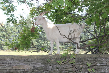 Fototapeta premium White goat standing on top of a stone wall
