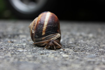 chiocciola