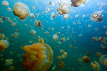 Naklejka na ściany i meble Jellyfish Lake