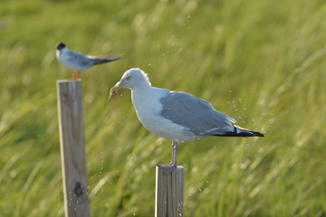 Female Great Black Gull