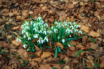 White snowdrop in a spring forest
