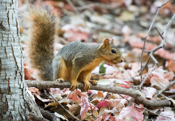 Fox Squirrel (Sciurus niger)