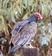 Turkey Vulture (Cathartes aura) perched on a pole and looking in alert. Santa Clara County, California, USA.