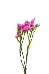 Obraz premium beautiful autumn flower