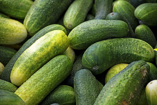 organic cucumbers on the market, food background