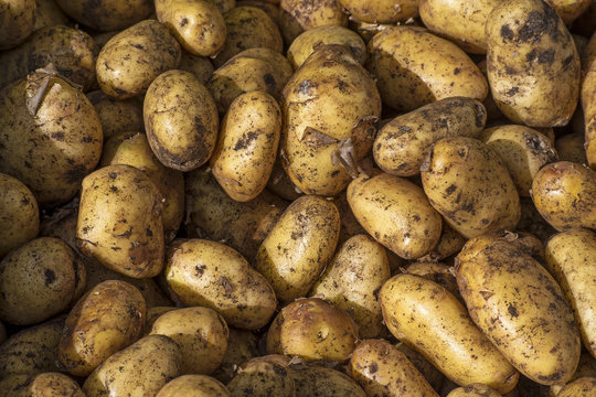 organic new potatoes, food background
