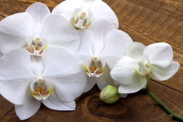 Orchidea bianca