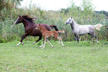 Foals nd mares running through the meadow summertime