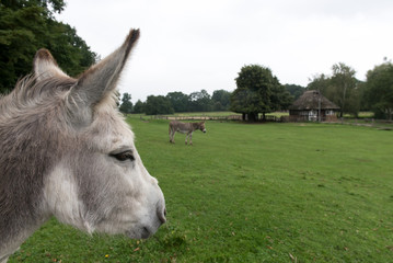 White , gray donkey in a pasture