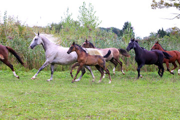 Group of arabian horses galloping on beautiful natural environme