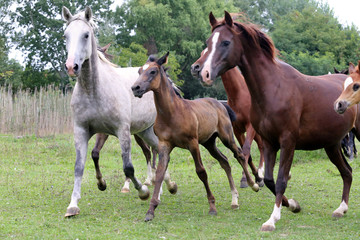 Obraz na płótnie Canvas Herd of horses running through the meadow summertime