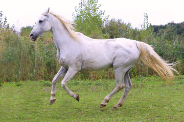 Obraz na płótnie Canvas Beautiful gray arabian mare galloping on pasture