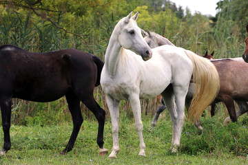 Naklejka na ściany i meble Beautiful gray mare standing on pasture rural scene