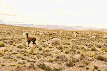 Llama And Alpaca In A Field