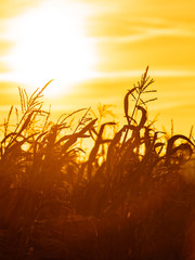 Corn field at the yellow sunset