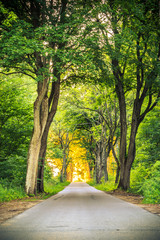 Sidewalk alley path with trees in park.
