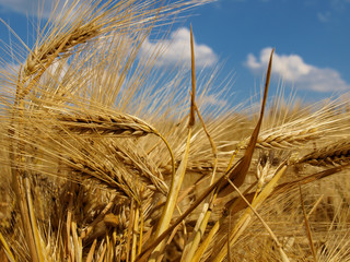 wheat closeup