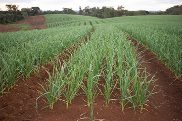 Fototapeta premium Garlic Plantation