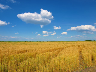 Obraz premium Wheat field against a blue sky