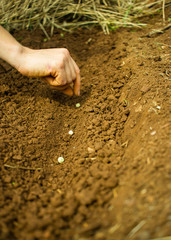 Planting Pea Seeds