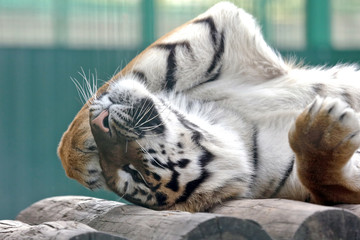 Obraz premium Tygrys Amurski położył łapę na wakacjach