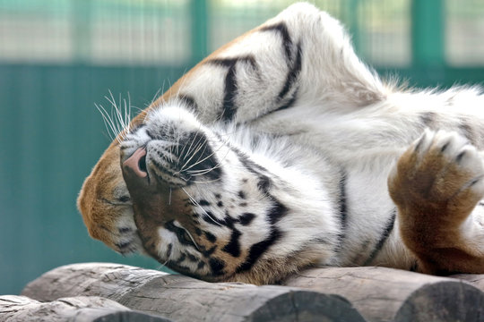 Amur tiger put his paw on vacation