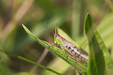 Female meadow grasshopper (Chortippus parallelus) sitting on a leaf