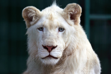 the portrait of a young white lion