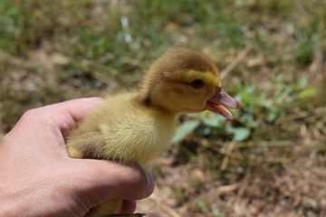 Ducklings of a musky duck