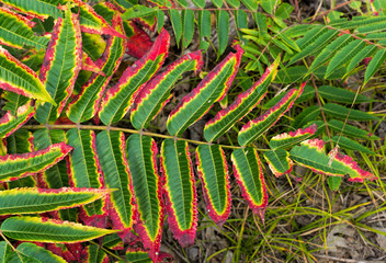 Fototapeta premium Red and green fern leaves