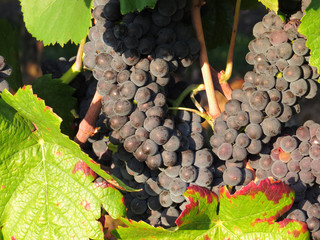 Weinanbau / Wein / Weinstock / Trauben Hintergrund
