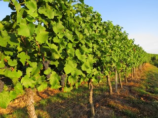 Weinanbau / Wein / Weinstock / Trauben Hintergrund