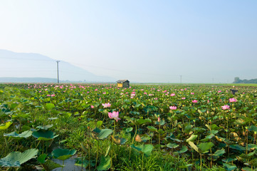 Red lotus pond blooming lotus