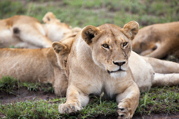 Naklejka na ściany i meble Young lioness in Serengeti, Tanzania, Africa 