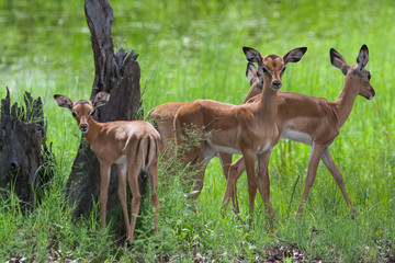 A herd of female and young impalas in Mosi-oa Tunya Nation Park, Zambia, Africa