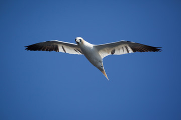 Fototapeta na wymiar Northern Gannet flying on the nest in Bonaventure Island, Perce, Gaspe, Quebec, Canada.