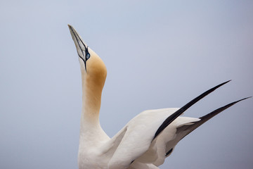 Head of Northern Gannet in Bonaventure Island, Perce, Gaspe, Quebec, Canada.
