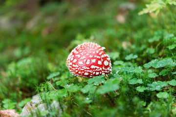 Red fly agaric mushroom