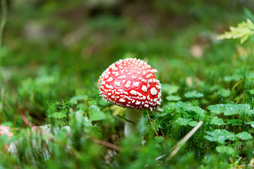 Red fly agaric mushroom