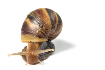Snail isolated on white background
