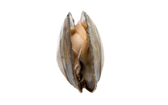mussels