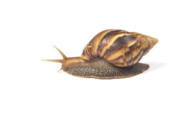 Snail isolated on white background
