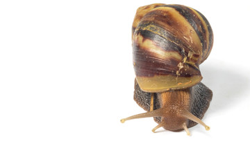 Snail isolated on white background
