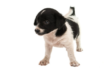 black and white puppy