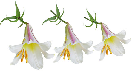 Lilium Flowers