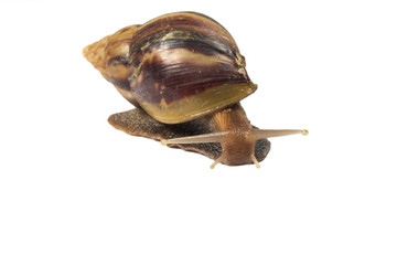 Snail isolated on white background
