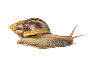Snail isolated on white background
